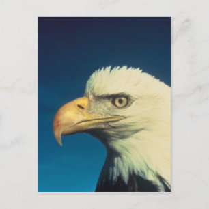Bald Eagle Postkarte
