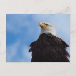 Bald Eagle Postkarte