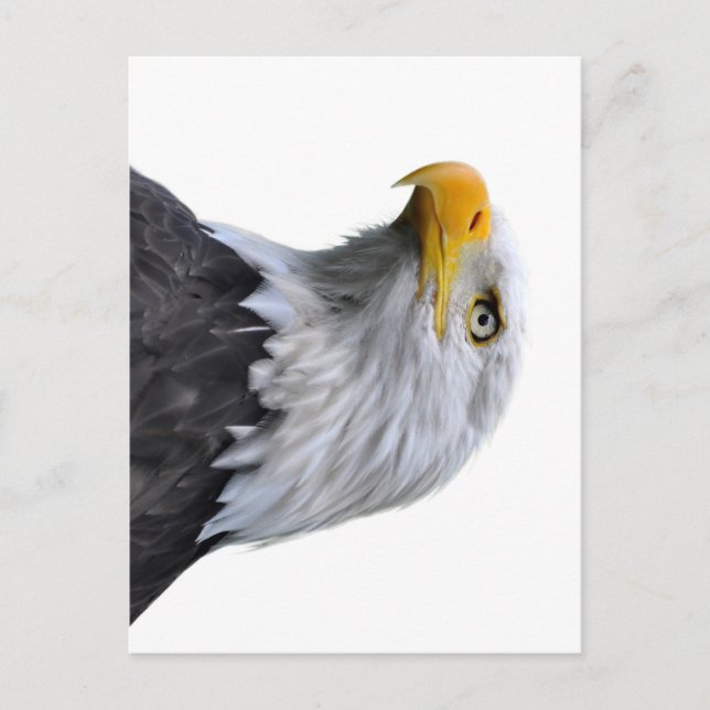 Bald Eagle Postkarte (Vorderseite)