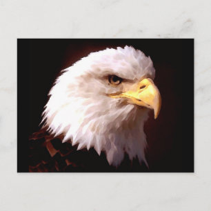 Bald Eagle Postkarte