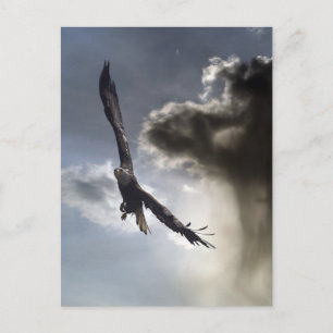 Bald Eagle Postkarten