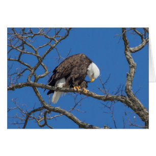 Bald Eagle Preening