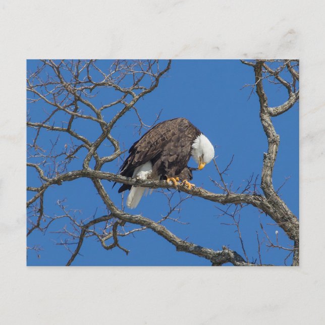 Bald Eagle Preening Postkarte (Vorderseite)