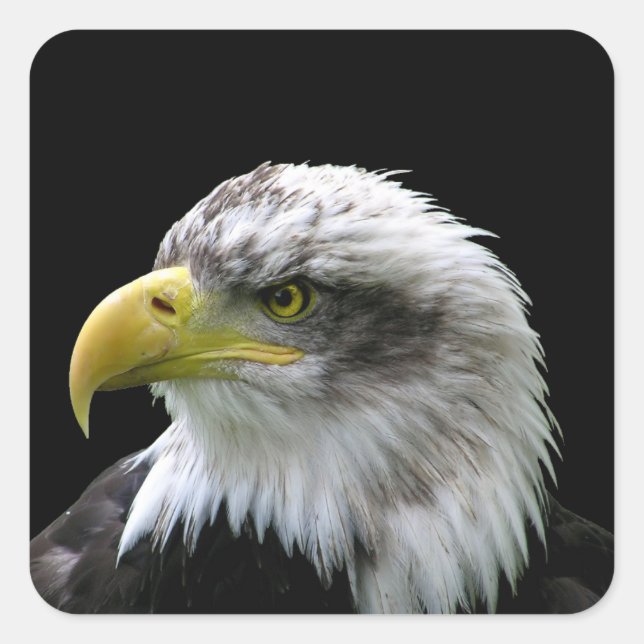 Bald Eagle Quadratischer Aufkleber (Vorderseite)