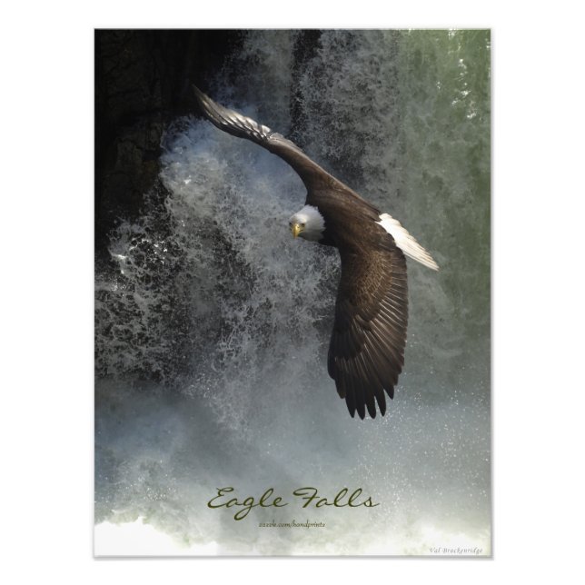 Bald Eagle Raptor Wild Animal Foto Print (Vorne)