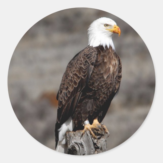 Bald Eagle Runder Aufkleber (Vorderseite)