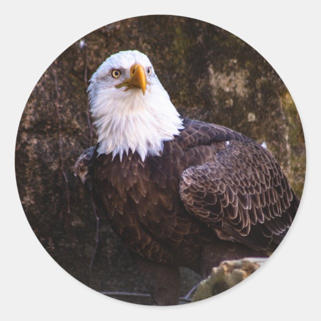 Bald Eagle Runder Aufkleber (Vorderseite)