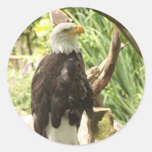Bald Eagle Runder Aufkleber