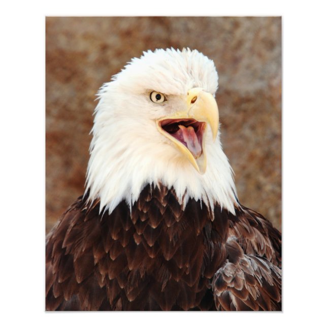Bald Eagle Screech Fotodruck (Vorne)