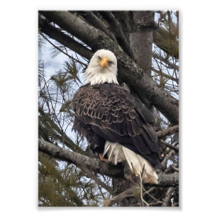 Bald Eagle sieht mich an Fotodruck