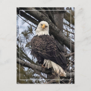 Bald Eagle sieht mich an Postkarte