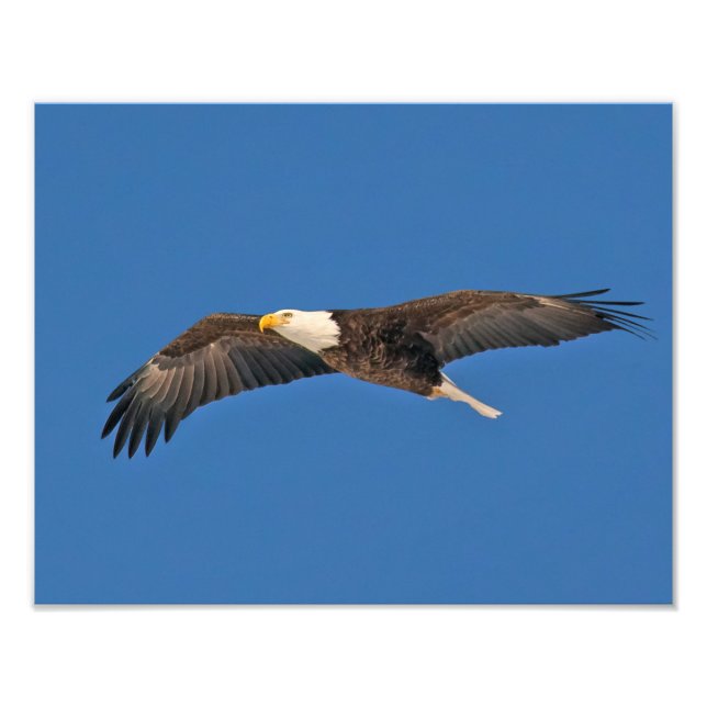 Bald Eagle Sky High Fotodruck (Vorne)