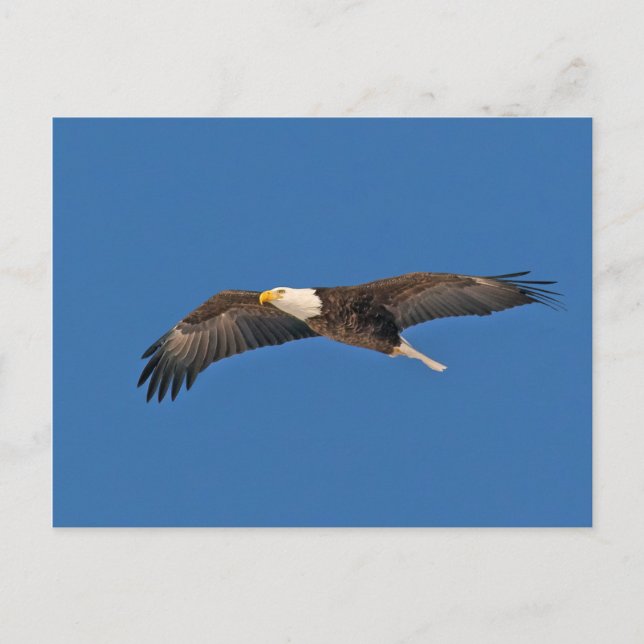 Bald Eagle Sky High Postkarte (Vorderseite)