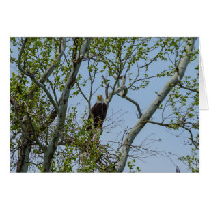Bald Eagle Smile