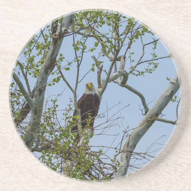 Bald Eagle Smile Getränkeuntersetzer (Vorne)