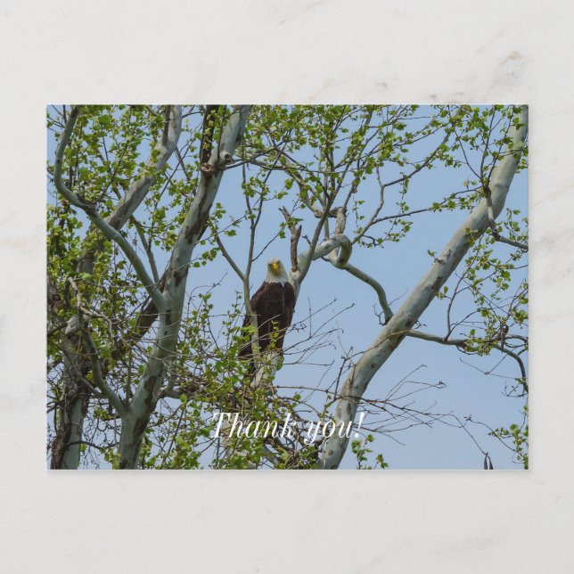 Bald Eagle Smile Postkarte (Vorderseite)