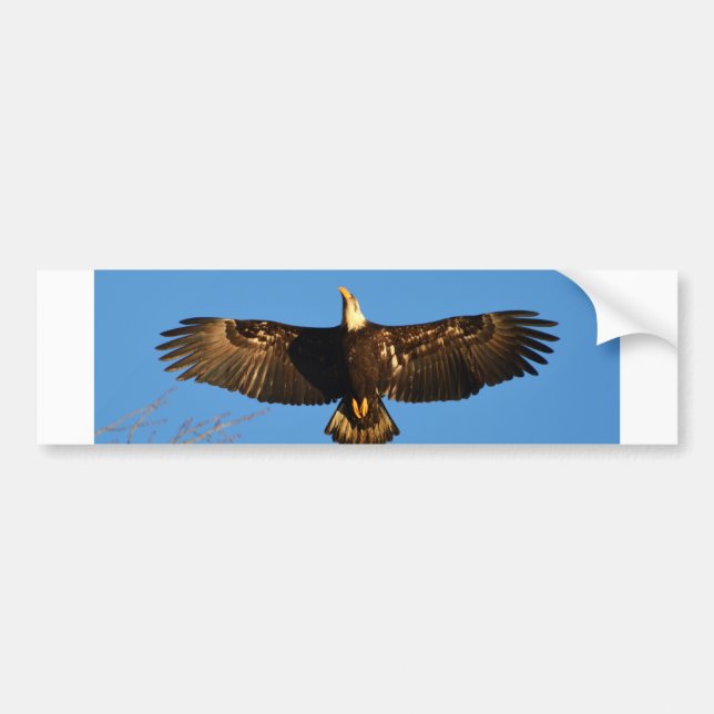 Bald Eagle Soaring1 Autoaufkleber (Vorne)