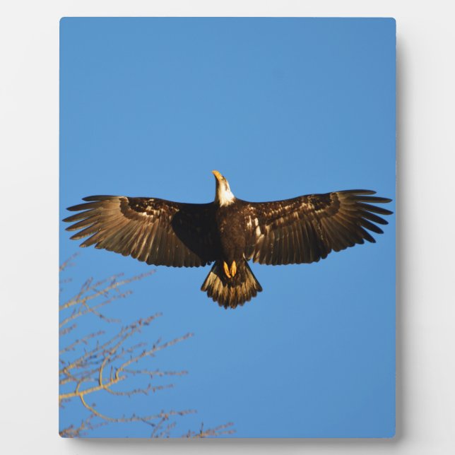 Bald Eagle Soaring1 Fotoplatte (Vorderseite)