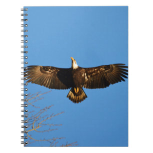 Bald Eagle Soaring1 Notizblock