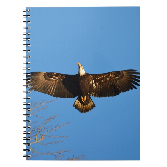 Bald Eagle Soaring1 Notizblock (Vorderseite)
