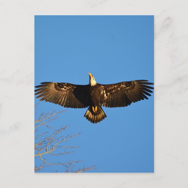 Bald Eagle Soaring1 Postkarte (Vorderseite)