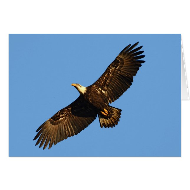 Bald Eagle Soaring 2 (Vorderseite (Horizontal))