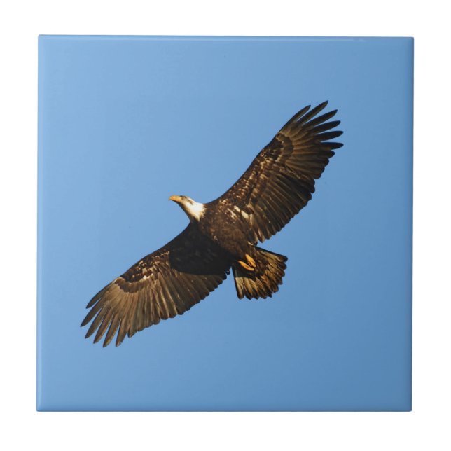 Bald Eagle Soaring 2 Fliese (Vorderseite)
