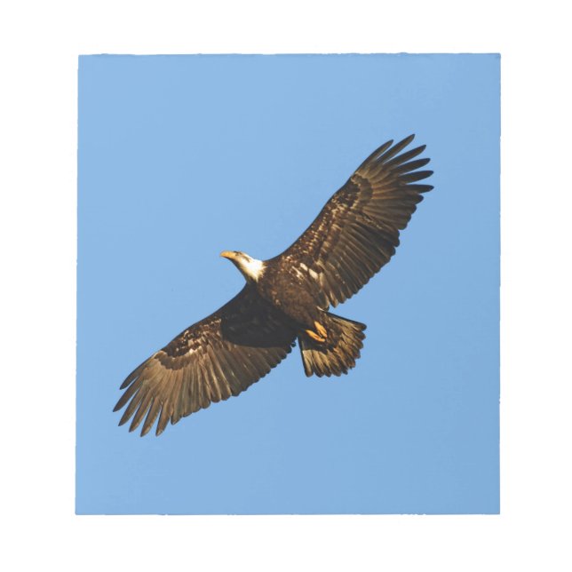 Bald Eagle Soaring 2 Notizblock (Vorderseite)