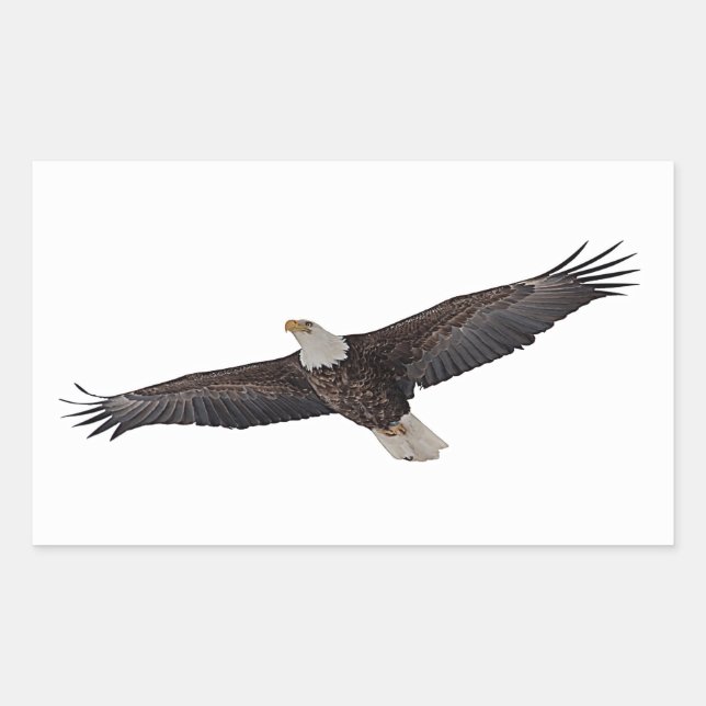 Bald Eagle Soaring Rechteckiger Aufkleber (Vorderseite)