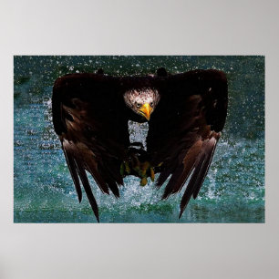 Bald Eagle splash Poster