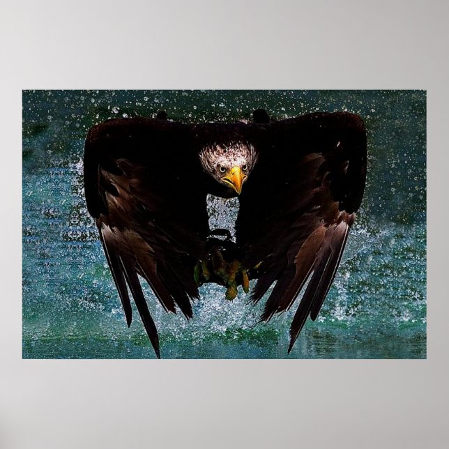 Bald Eagle splash Poster (Vorne)
