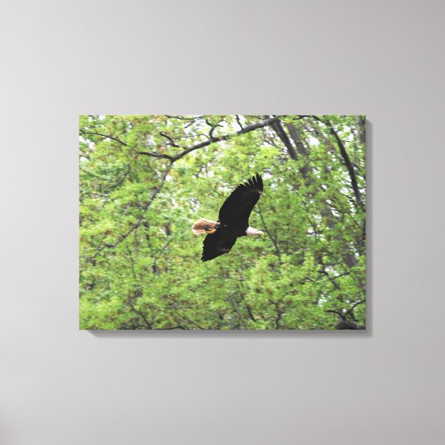 Bald Eagle Spring Flight Leinwanddruck (Vorderseite)