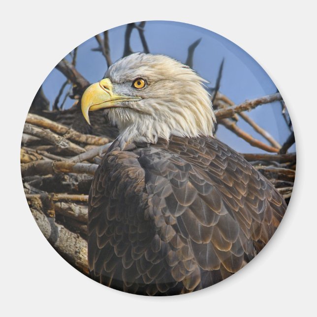 Bald Eagle Spring Nest Magnet (Vorne)