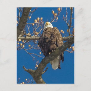 Bald Eagle Staredown Postkarte