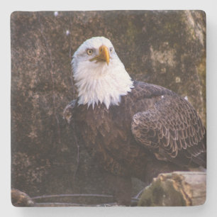 Bald Eagle Steinuntersetzer