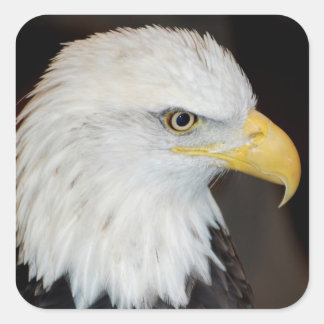 Bald Eagle Stickers