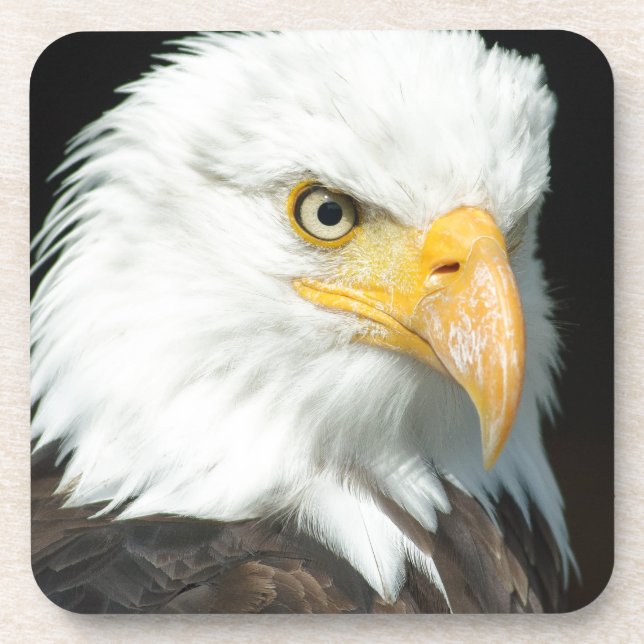 Bald Eagle Untersetzer (Vorderseite)