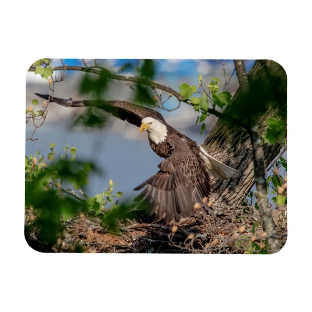 Bald Eagle verlassend Nest Magnet (Horizontal)