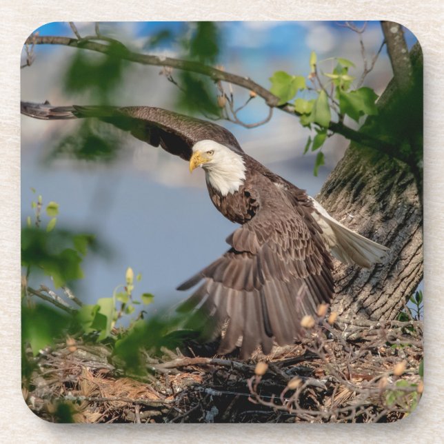 Bald Eagle verlassend Nest Untersetzer (Vorderseite)