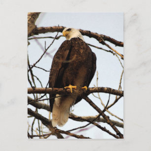 Bald Eagle Watercolor Postkarte