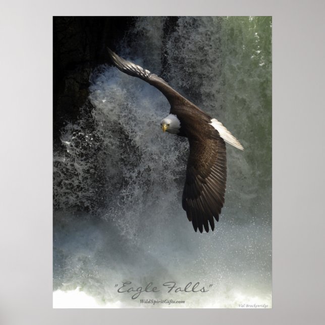 Bald Eagle & Waterfall Poster (Vorne)