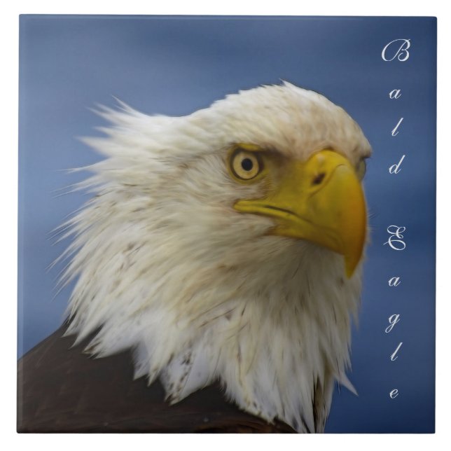 Bald Eagle Wildlife Foto Gift Tile oder Trivet Fliese (Vorderseite)
