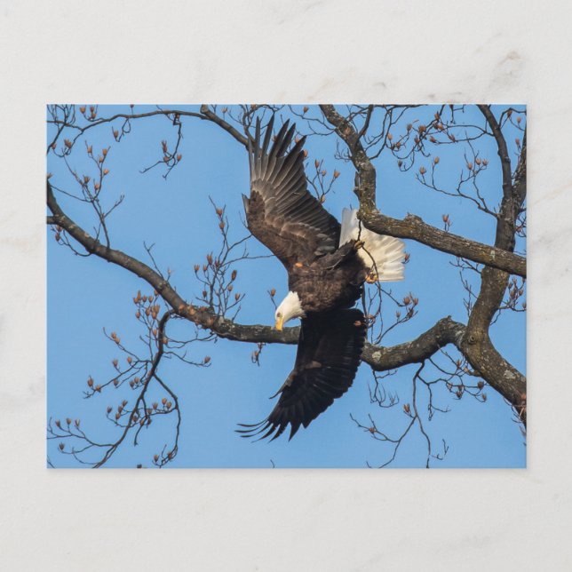 Bald Eagle Wing Drop Postkarte (Vorderseite)