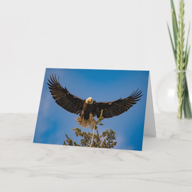 Bald Eagle Wings Danke Ihrer Karte (Vorderseite)