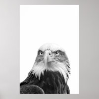 Bald Eagle Woodland Modernes Portrait Schwarz-weiß