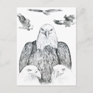 Bald Eagle Zeichnend Postkarte