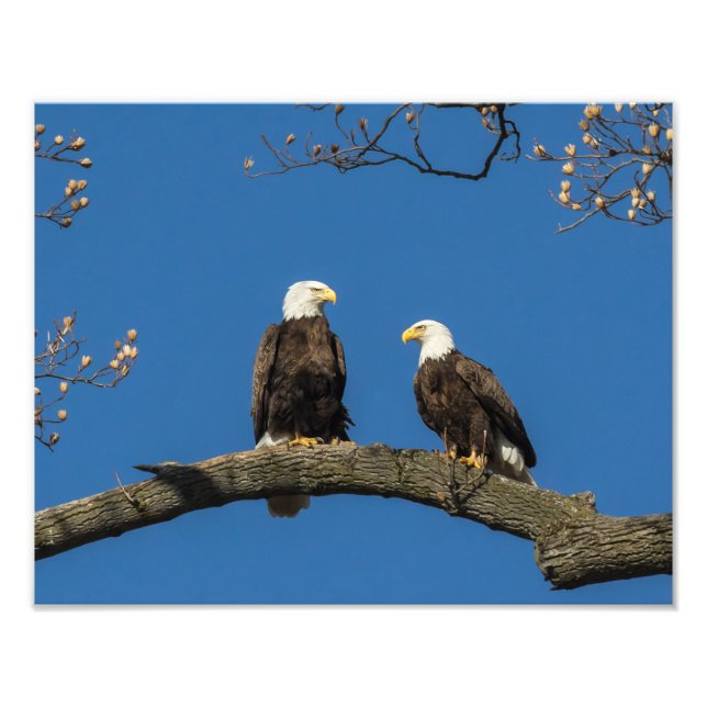 Bald Eagles Fotodruck (Vorne)