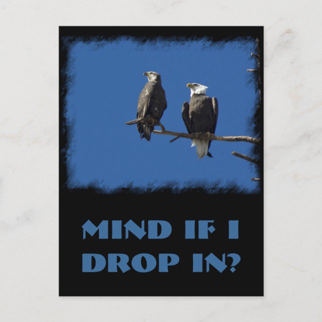 Bald Eagles Postkarte (Vorderseite)