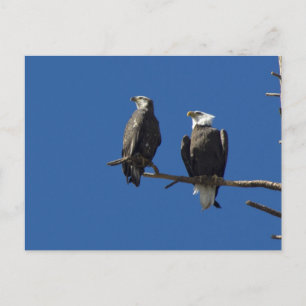 Bald Eagles Postkarte