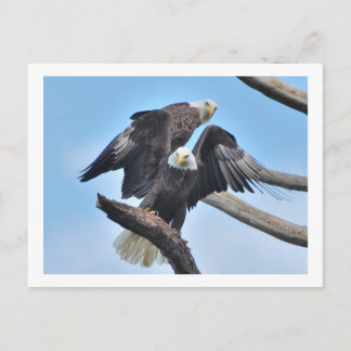 Bald Eagles Postkarte